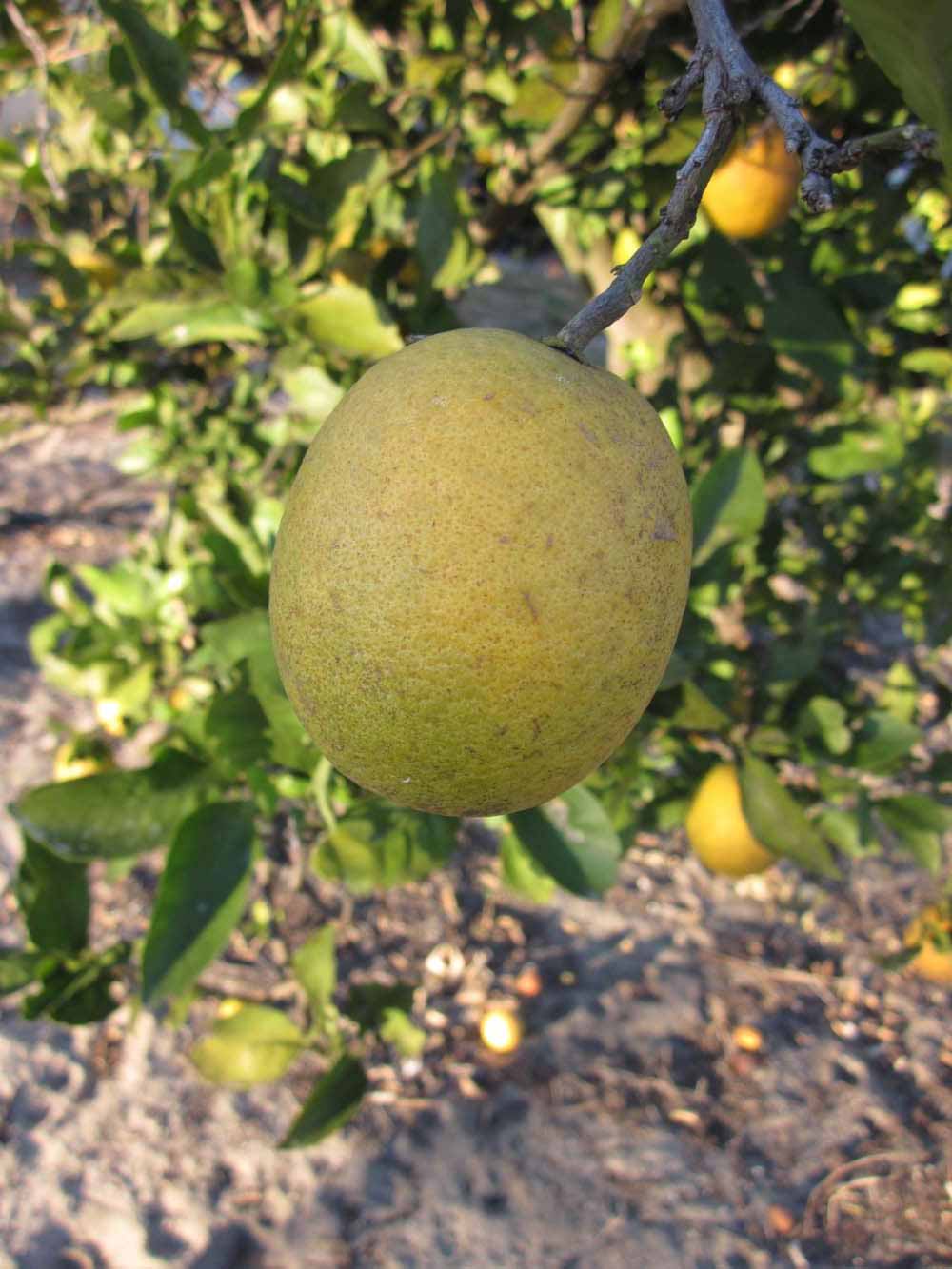            Fruit (Sanguinelli, Winter Haven, FL)   